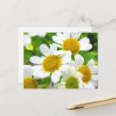 Pesquisar por margaridas cartoes postais Mães