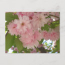 Pesquisar por flores f cartoes postais Qualquer pessoa