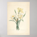 Pesquisar por narciso Daffodil