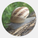 Pesquisar por caracol adesivos Natureza