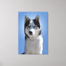 Pesquisar por rouco siberian fotografia Malamute