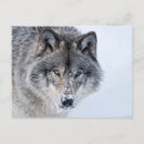 Pesquisar por inverno lobo cartoes postais Fotografia