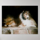 Pesquisar por sheltie pôsteres pósteres Sheepdog de shetland