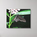 Pesquisar por andorinha impressão de canvas Natureza