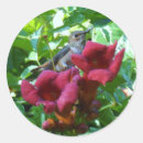 Pesquisar por flor de trombeta Colibri