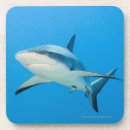 Pesquisar por ameaça porta copos Animal