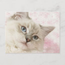 Pesquisar por ragdoll cartoes convites Fofofo