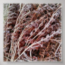 Pesquisar por da samambaia pôsteres pósteres Qualquer pessoa