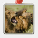 Pesquisar por raiva ornamentos Natureza