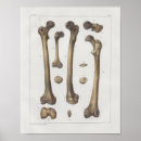 Pesquisar por pé anatomia artes pósteres Médico