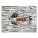 Pesquisar por patos selvagens pôsteres pósteres Qualquer pessoa