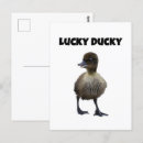 Pesquisar por patos engraçados cartoes postais Pato engraçado