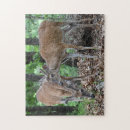Pesquisar por cervos de whitetail Animais