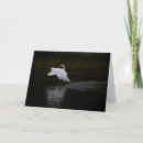Pesquisar por cisne branco cartoes Rio