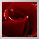 Pesquisar por ladybug pôsteres pósteres Qualquer pessoa