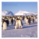 Pesquisar por a antártica Pinguins
