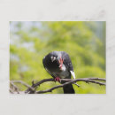 Pesquisar por pombo selvagem cartoes postais Pássaro