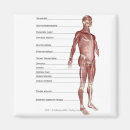 Pesquisar por partes do corpo imas Pessoas