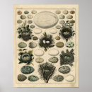 Pesquisar por numerado pôsteres pósteres Para todos