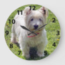 Pesquisar por branco ocidental das montanhas Terrier