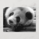 Pesquisar por panda preto branco cartoes postais Urso