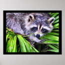 Pesquisar por guaxinim fotografia Animais selvagens