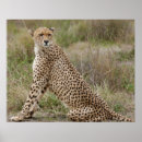 Pesquisar por serengeti pôsteres pósteres Tanzania