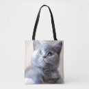 Pesquisar por shorthair britânico Animais do bebê