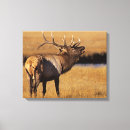 Pesquisar por antlers impressão de canvas Wildlife