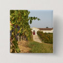 Pesquisar por videira botons Vinho