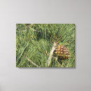 Pesquisar por pinheiros impressão de canvas Natureza