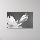 Pesquisar por borboleta preto e branco artes pósteres Floral