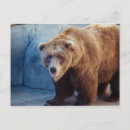 Pesquisar por san diego cartoes postais Urso