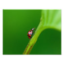 Pesquisar por ladybug pósteres Macro