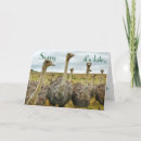 Pesquisar por avestruz cartoes Humor