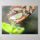 Pesquisar por nature photography pôsteres pósteres Green