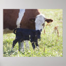 Pesquisar por cenas rurais pôsteres pósteres Animal