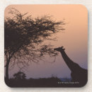 Pesquisar por girafa reticulated Animais
