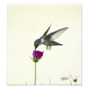 Pesquisar por do colibri fotografia Vôo