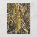 Pesquisar por sementes cartoes postais Plantas