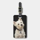 Pesquisar por terrier ocidental das montanhas Animais