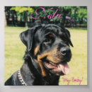 Pesquisar por rottweiler pósteres Rottie