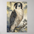 Pesquisar por falcoaria pósteres Aquarela