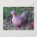 Pesquisar por luto cartoes postais Pomba