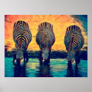 Pesquisar por zebra colorida artes pósteres Selva