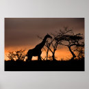 Pesquisar por áfrica pôsteres pósteres Safari