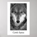 Pesquisar por lúpus pósteres Lobo de madeira