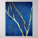 Pesquisar por birch tree pósteres Natureza