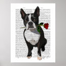 Pesquisar por boston pósteres Bonitinhos de boston terriers
