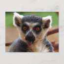 Pesquisar por lemurs cartoes postais Animais